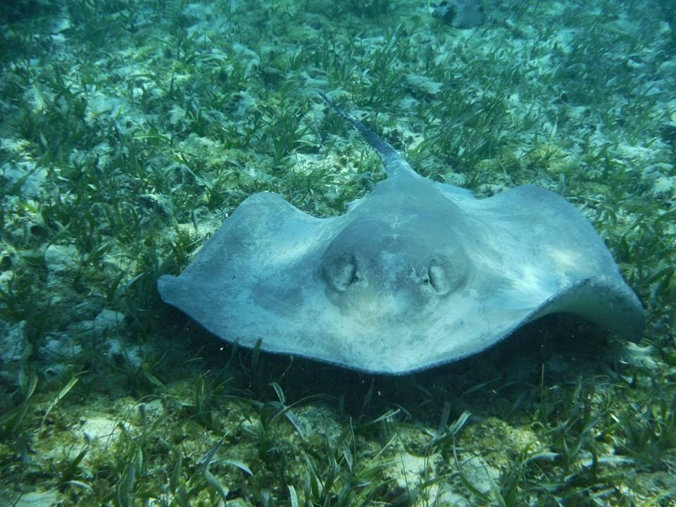 Caveman Snorkeling Tours