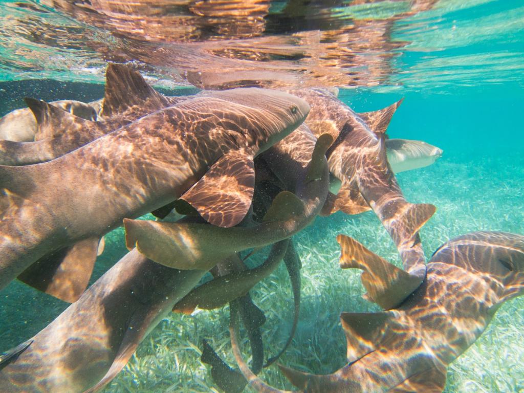 Caveman Snorkeling Tours