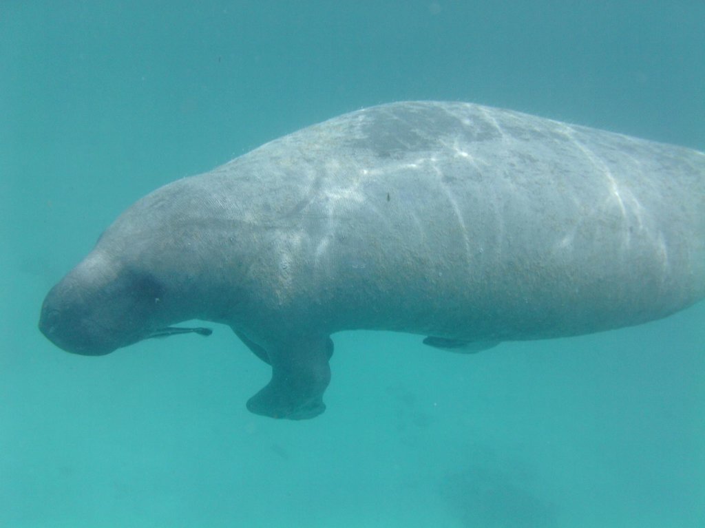 Caveman Snorkeling Tours