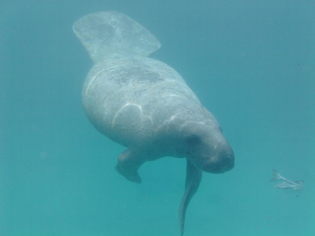 Caveman Snorkeling Tours