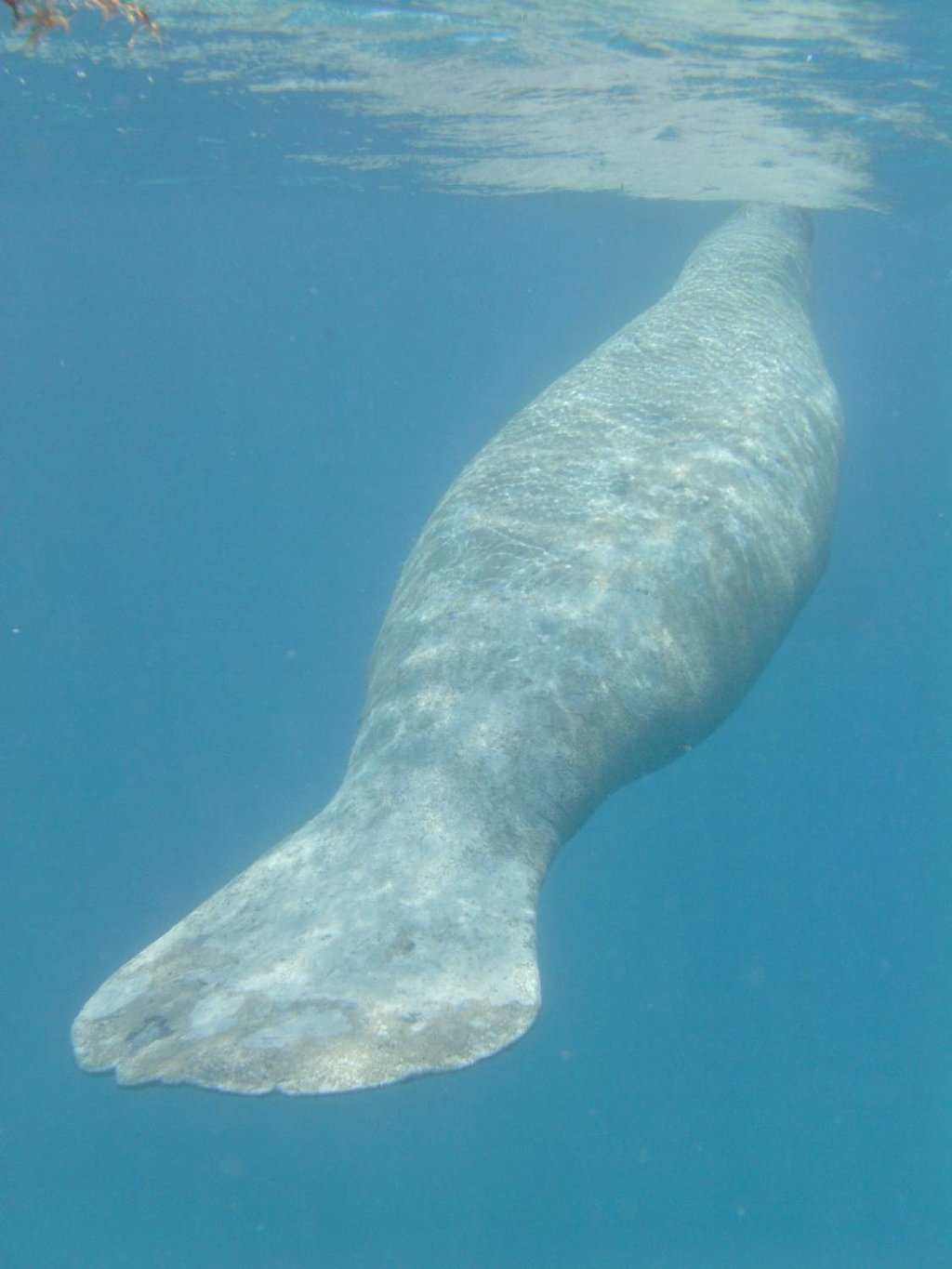 Caveman Snorkeling Tours