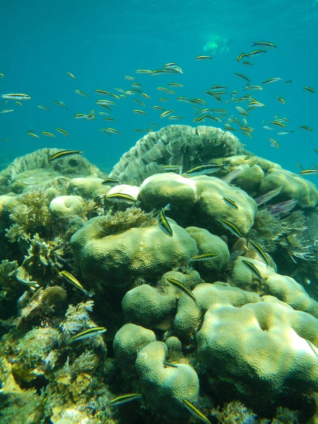 Caveman Snorkeling Tours